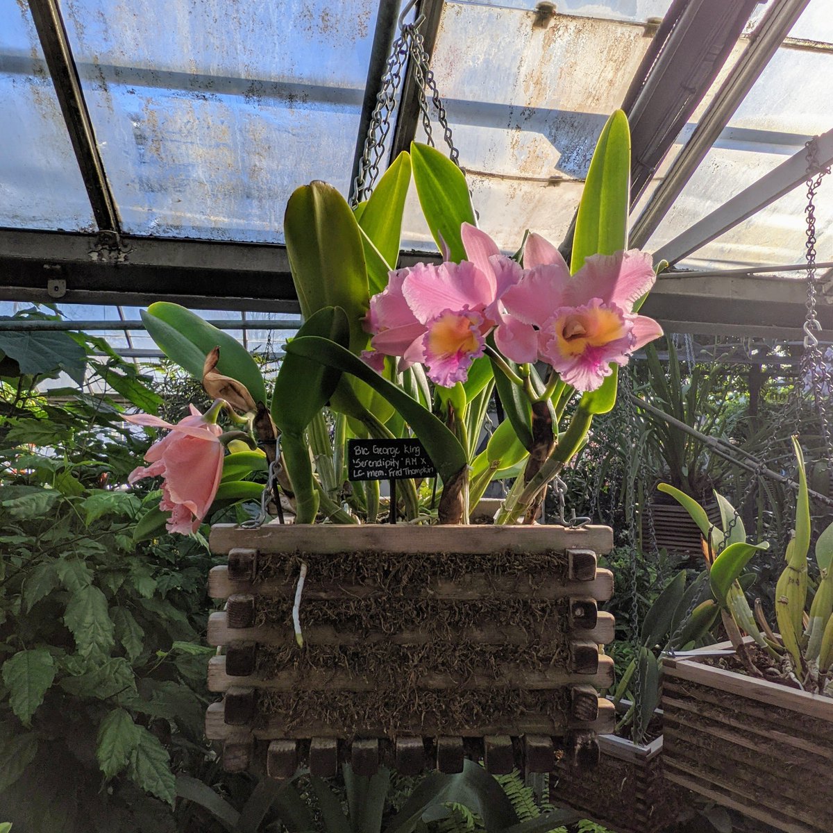Gorgeous hybrid orchid at #AllanGardens soaking up some mid-day sun 😎😎😎

The conservatory remains closed at this time. Stay home if you can and be well. 💚