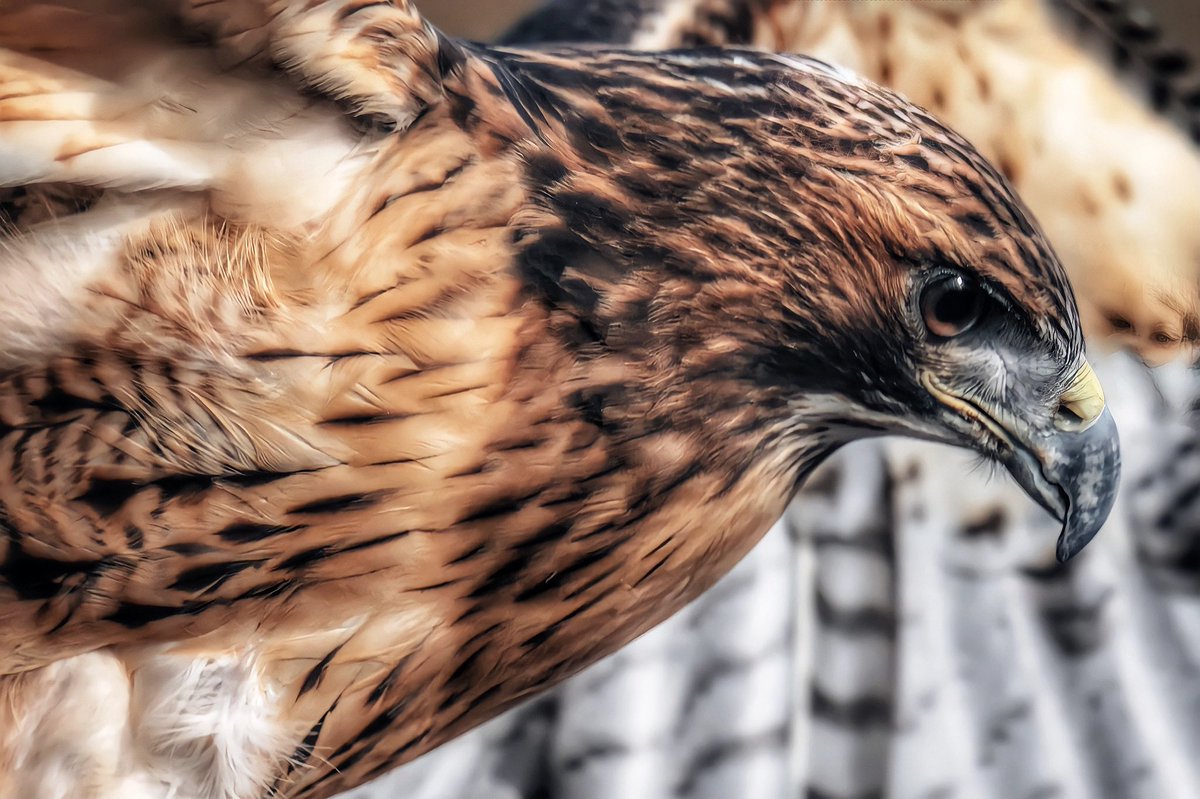 My favorite hawk #redtailhawk #birdphotography #NaturePhotography #WildlifeWednesday #wildlifephotography #eliteraptors #BirdTwitter #HumpDay