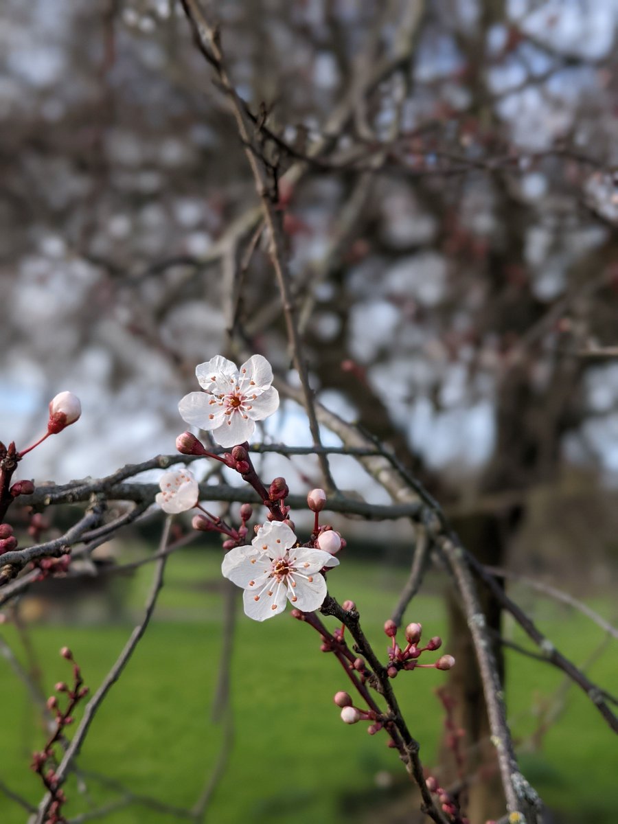 This Friday on @rte Nationwide: Joan Rogers, Cathal O’Sullivan, and Niamh Donohoe on various winter tasks in the Gardens – seed collecting, preparing the double border, and pruning apple trees. Pictured: Prunus (cherry) coming into blossom) @opwireland #FillYourHeartWithIreland