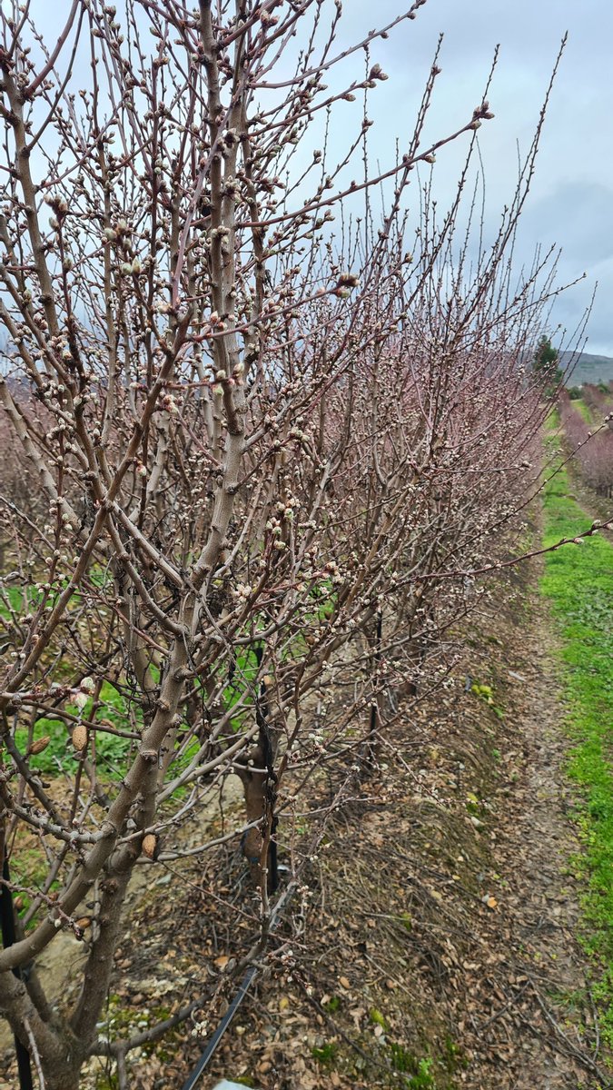 futuralmond's tweet photo. Soleta SES 3er Verde
Región de Castelo Branco
Excelente manejo del equipo Vera Cruz.
Ahora esperar que el tiempo nos ayude. #Almendra #SES

Soleta SHD 3rd Leaf
Castelo Branco District 
Great management by Vera Cruz team. 
Hoping for the weather to help us. #Almond #SHD https://t.co/wSo1EB164t