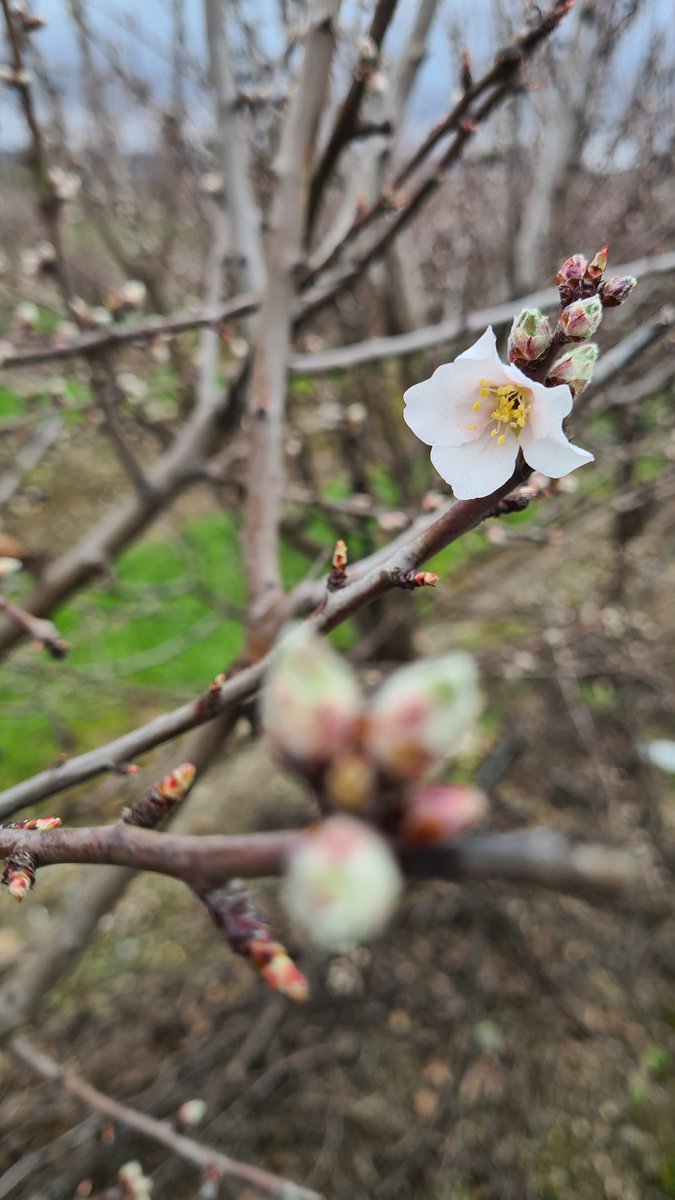 futuralmond's tweet photo. Soleta SES 3er Verde
Región de Castelo Branco
Excelente manejo del equipo Vera Cruz.
Ahora esperar que el tiempo nos ayude. #Almendra #SES

Soleta SHD 3rd Leaf
Castelo Branco District 
Great management by Vera Cruz team. 
Hoping for the weather to help us. #Almond #SHD https://t.co/wSo1EB164t
