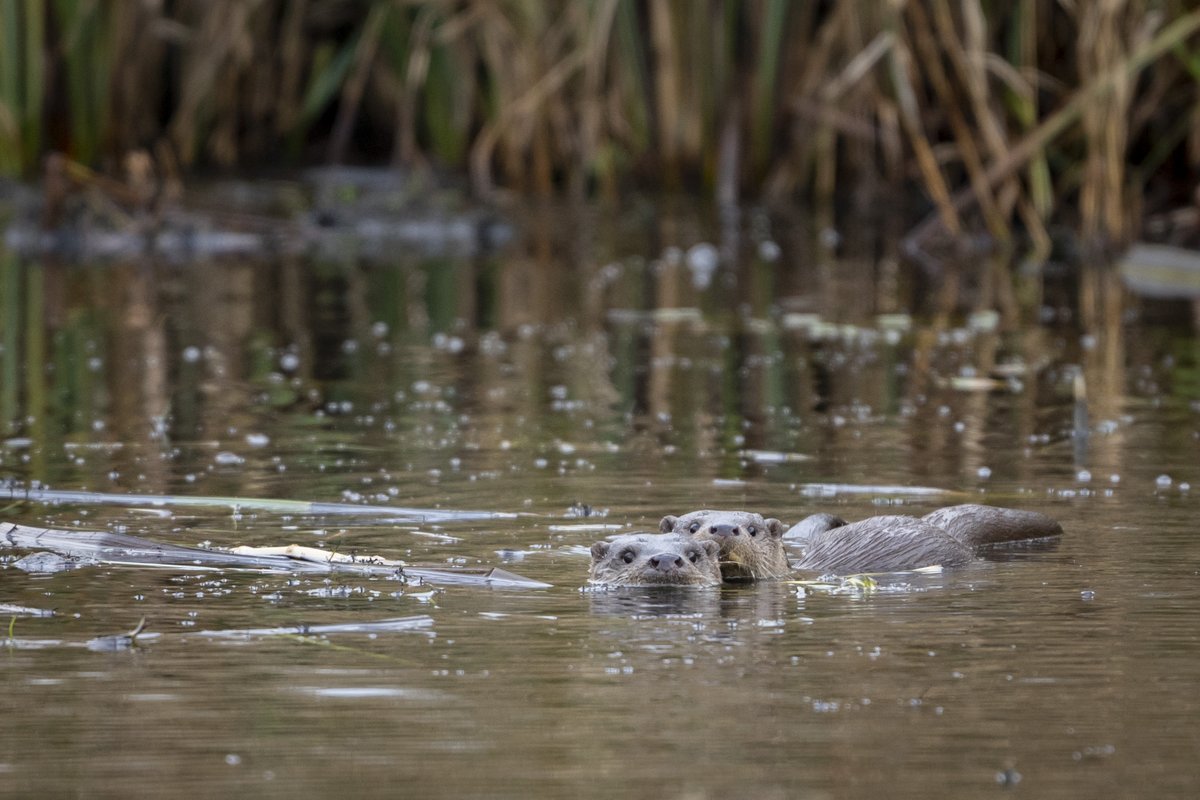 14 februari is het Valentijnsdag! Vanuit de otter- en beverwerkgroep <a href="/CaLutra/">CaLutra</a> komen we speciaal voor het Jaar van de Otter met een toffe valentijnsactie waarbij jij met een leuk kaartje voor je geliefde ook bijdraagt aan de bescherming van de otter!
zoogdiervereniging.nl/nieuws/2021/va…