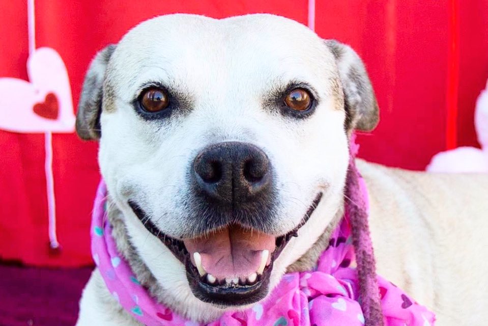 GoodVibesPhoto's tweet photo. Sweet Cupcake looking for her furever home! 
@PittieMePretty #AdoptDontShop #azadoptabledogs https://t.co/vLcslKNT2l