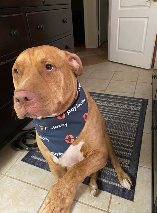 PCTYCareers's tweet photo. The advantages of working remotely....check out this handsome co-worker! ❤️ 🧡 🐾 #InsidePaylocity #RemoteLife #PCTYPets #ForwardTogether https://t.co/idyK3e37nc