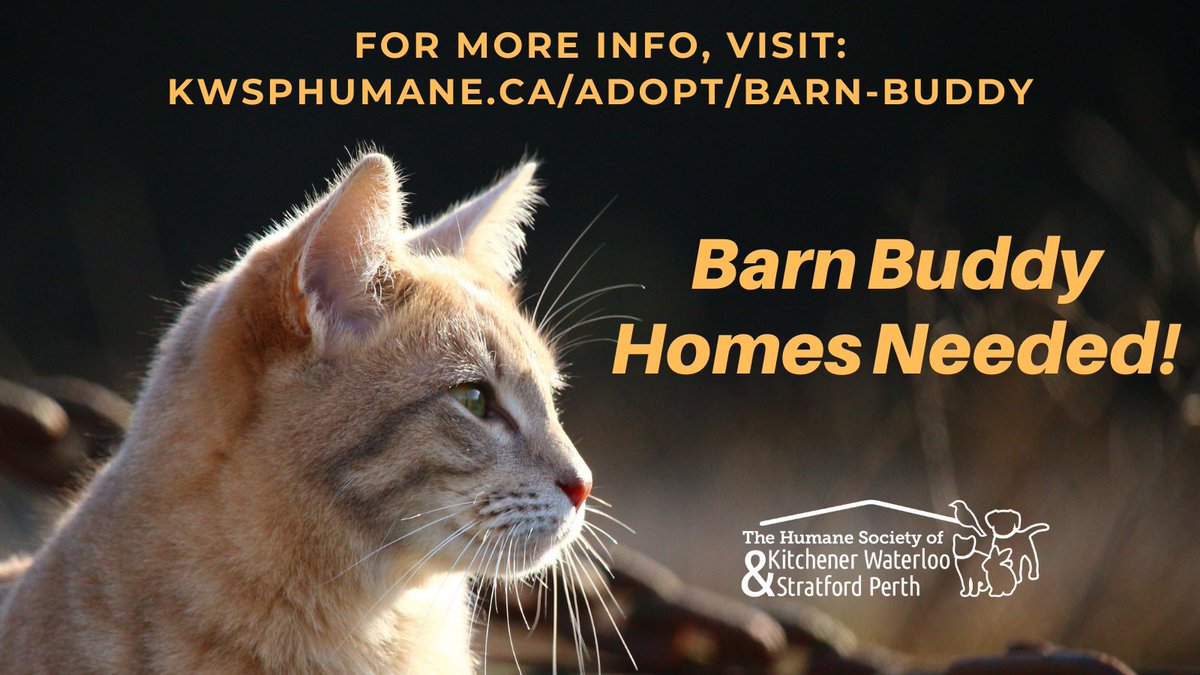 kwsphumane's tweet photo. Our Barn Buddy Program is designed to match cat lovers who own heated structures, such as a barn or workshop, with a cat that prefers to live in an indoor/outdoor setting. Check out the program and shoot us an email. https://t.co/AVzLlPtGCm
#barnbuddy #humanesociety https://t.co/lS8uYv1mpk
