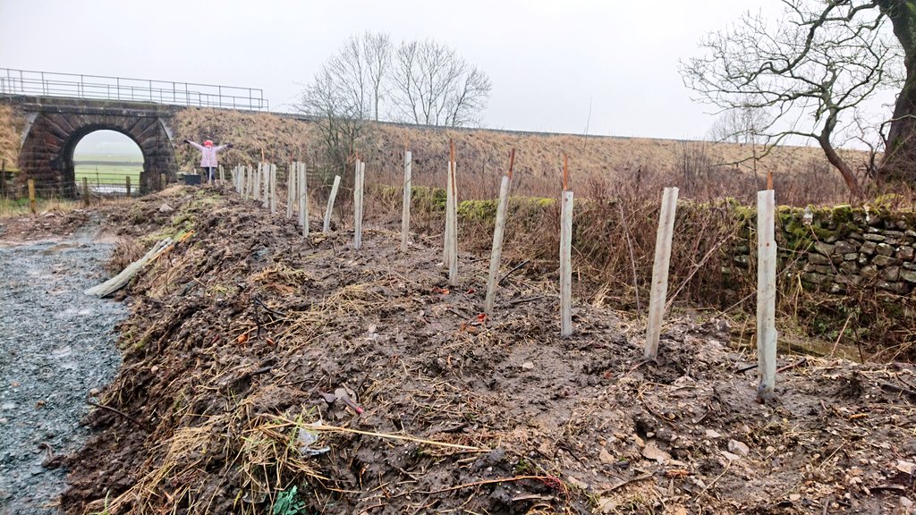 ProfJGrey's tweet photo. Today's #homeschooling involved theory of tree species selection for riparian buffer strips + practical assessment. Small contribution to @BradfordCityAA
Skir Beck #Ribble via #IDigTrees @TCVtweets
Reward = @CourtyardDairy #WillWorkForIceCream #SweetDreamsAreMadeOfCheese https://t.co/bxsZPjl0jw