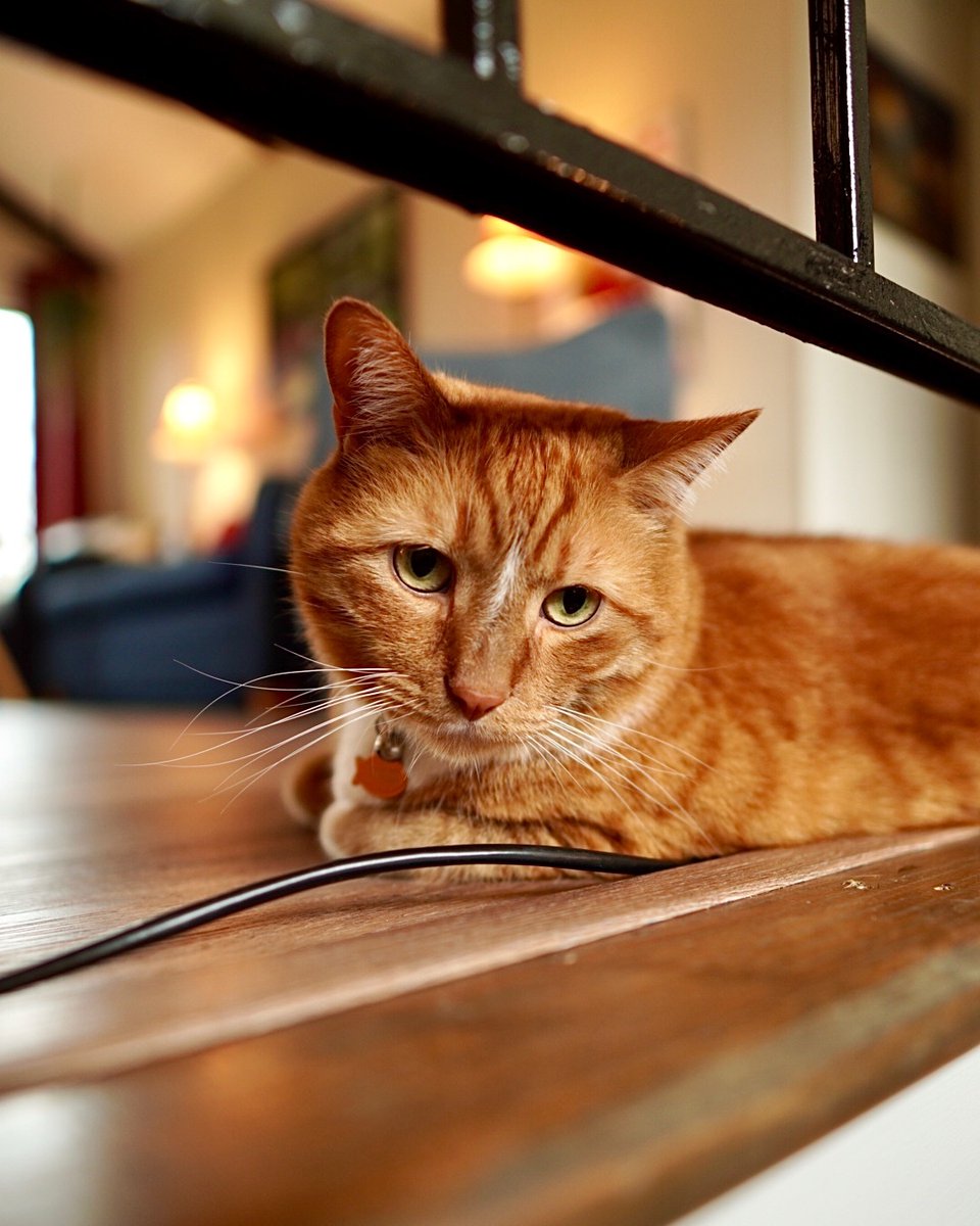 MenBueller's tweet image. 🐱coolest guy ever⁠🐱⁠
⁠
📷: @SonyAlpha A6400 + @Sigma_Photo 16mm F1.4⁠