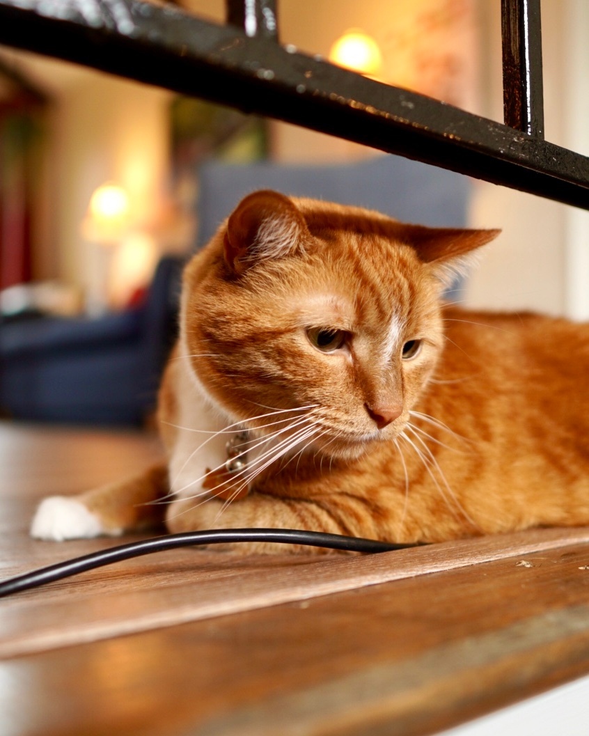 MenBueller's tweet image. 🐱coolest guy ever⁠🐱⁠
⁠
📷: @SonyAlpha A6400 + @Sigma_Photo 16mm F1.4⁠