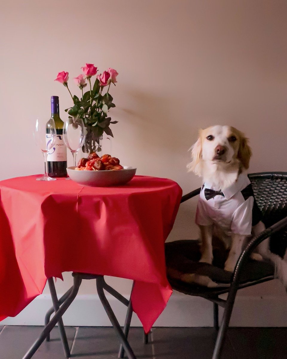 Happy Doggy Date Night! #ladyandthetramp #Disney #LockdownDate  instagram.com/p/CK1lxgXJU42/…