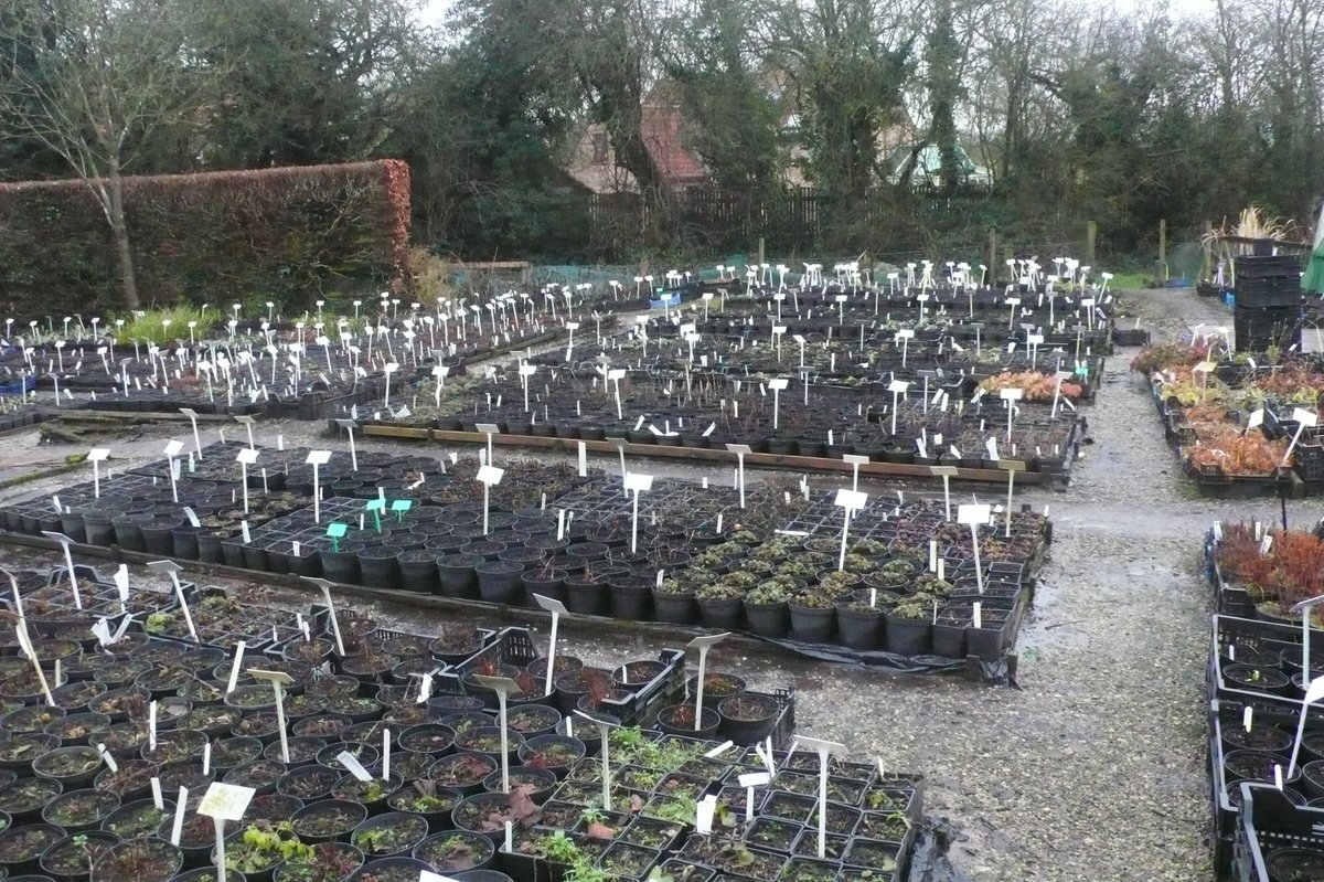 Busy in the nursery today so thought I would show you some of the plants we have been busy potting for you when we open in April. Grown in #Yorkshire