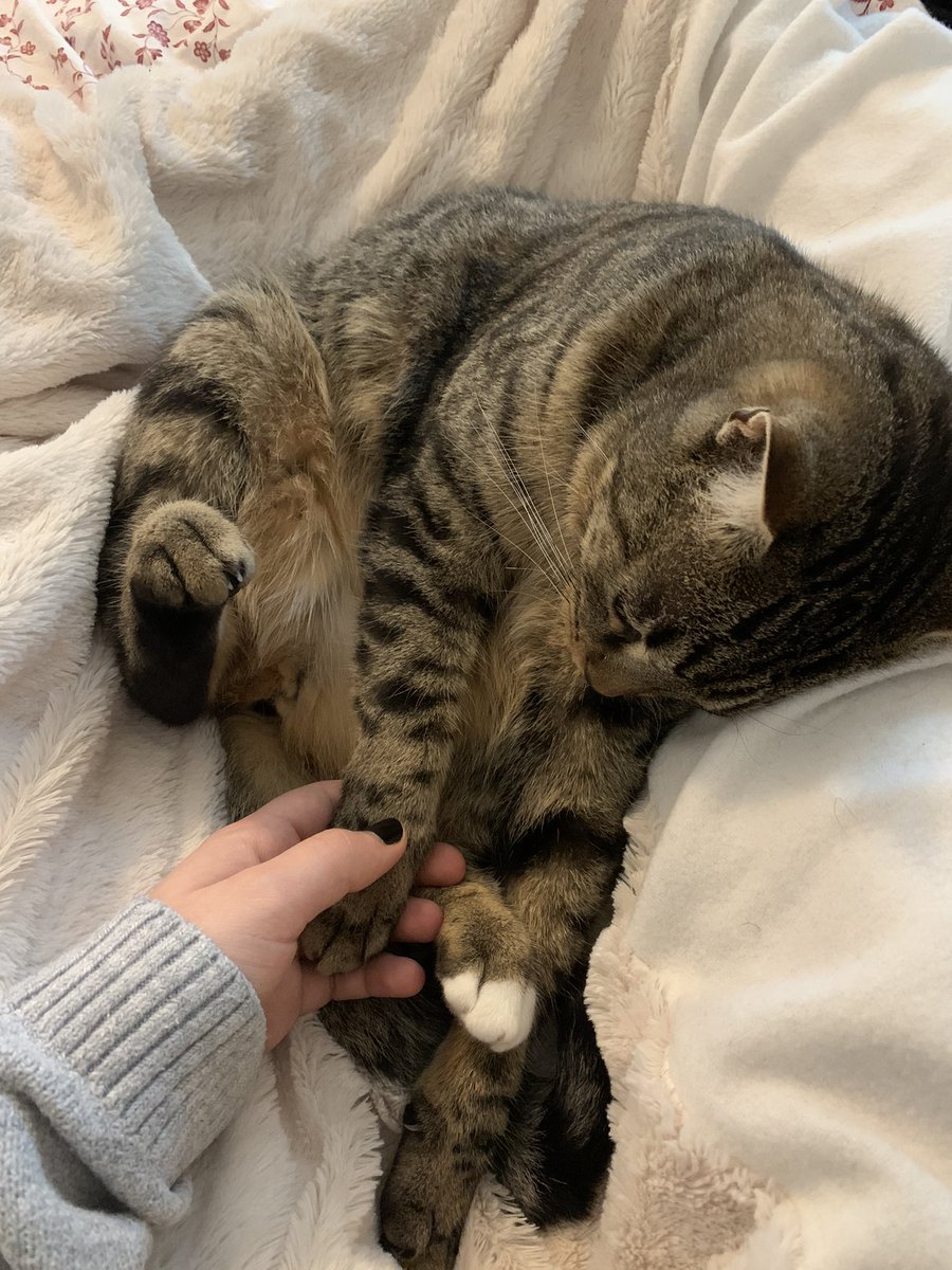 Luuuuu37's tweet photo. ⚠️CHAT PERDU FONDETTES⚠️ Ma chatte Lilo n’est pas rentrée depuis hier soir, ce qui n’est pas dans ses habitudes. Elle a le bout de la patte gauche et de sa queue blanc. si vous la croisez à Fondettes secteur piscine-invacare, merci de me contacter https://t.co/3x5He7H1qF