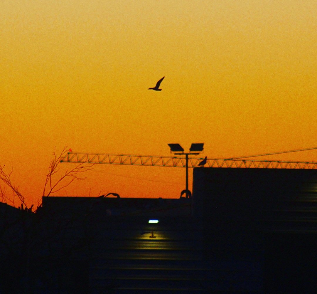 DGPhotography9's tweet photo. Sunset shot from last week 🙂❤️ #silhouettechallenge #silhouette #silhouettephotography #flyingfree #orangesunset #lastweeksunset #photooftheday @NiamhNiamhohall @Wildhea81249366 @StormHour @JETexpressions @DHDowling1 @OliveHeart35 @aschererphotog @GemHobby @tomgilroy33 @hefferk https://t.co/zFnuCSNYMh