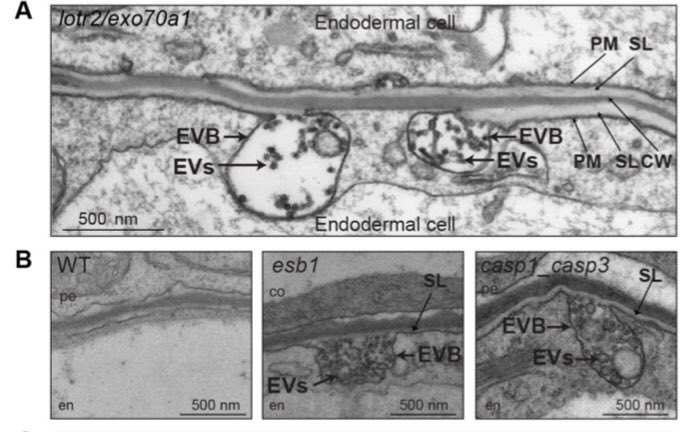 Marie Barberon tweet media