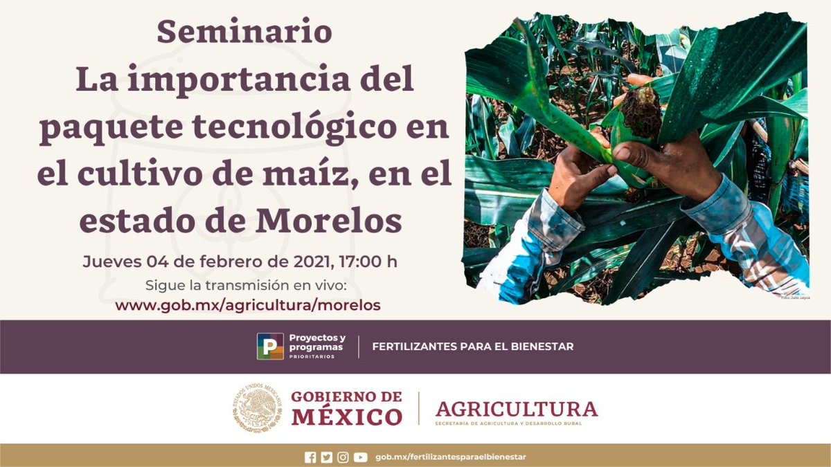 agricultura_mor's tweet photo. Es importante que conozcas el ciclo del cultivo de maíz para obtener una mejor cosecha, por eso te invitamos a participar en el seminario “La Importancia del paquete tecnológico en el cultivo de maíz en el estado de Morelos”
🗓️ 4 de Febrero
⏰ 17:00 hrs
🖥️ https://t.co/5oDmGi8QIx https://t.co/xnXIpGB5MQ