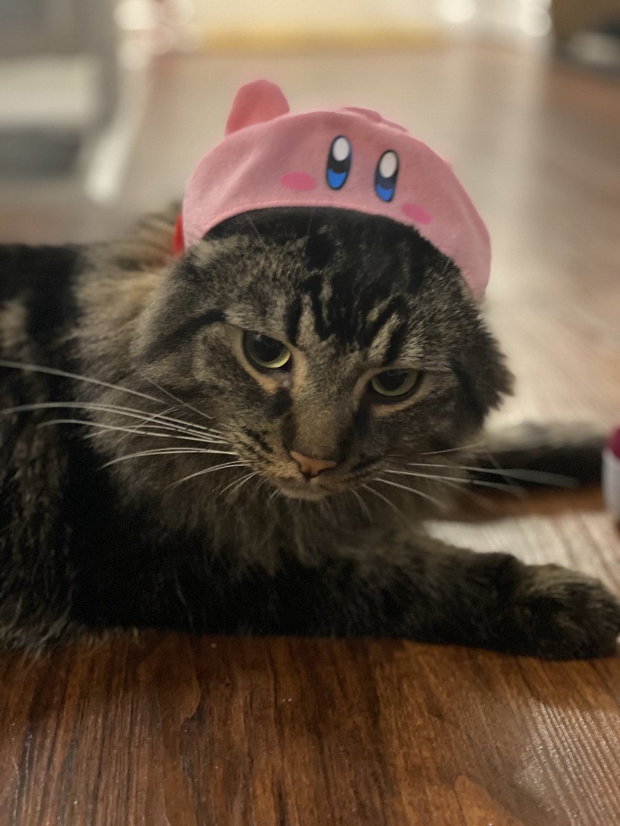 kanejojohn's tweet photo. I draw my cat beautiful to make up for my crimes against him https://t.co/dfCCH533RO