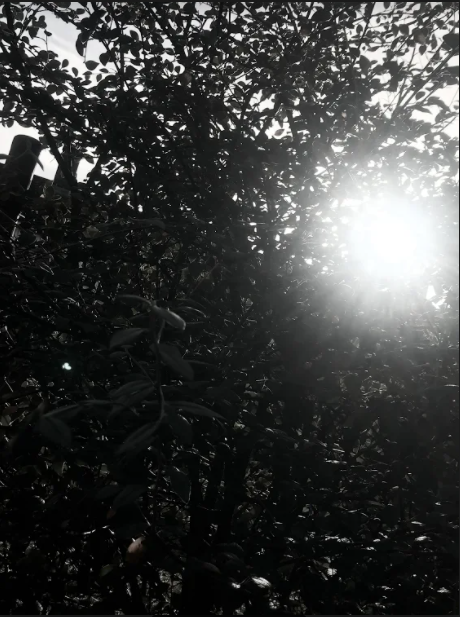 M21KM's tweet photo. Year 6 Art -Sketching skills and observing patterns in nature- look at the lovely work and photography sent in by our pupils learning remotely- keep up the fabulous work @willowbankpri @malhi_mrs @lisadrapes @MissStupples @MrsCBingley @WATReach https://t.co/BONz5N8ac7