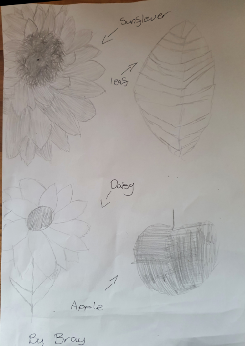 M21KM's tweet photo. Year 6 Art -Sketching skills and observing patterns in nature- look at the lovely work and photography sent in by our pupils learning remotely- keep up the fabulous work @willowbankpri @malhi_mrs @lisadrapes @MissStupples @MrsCBingley @WATReach https://t.co/BONz5N8ac7