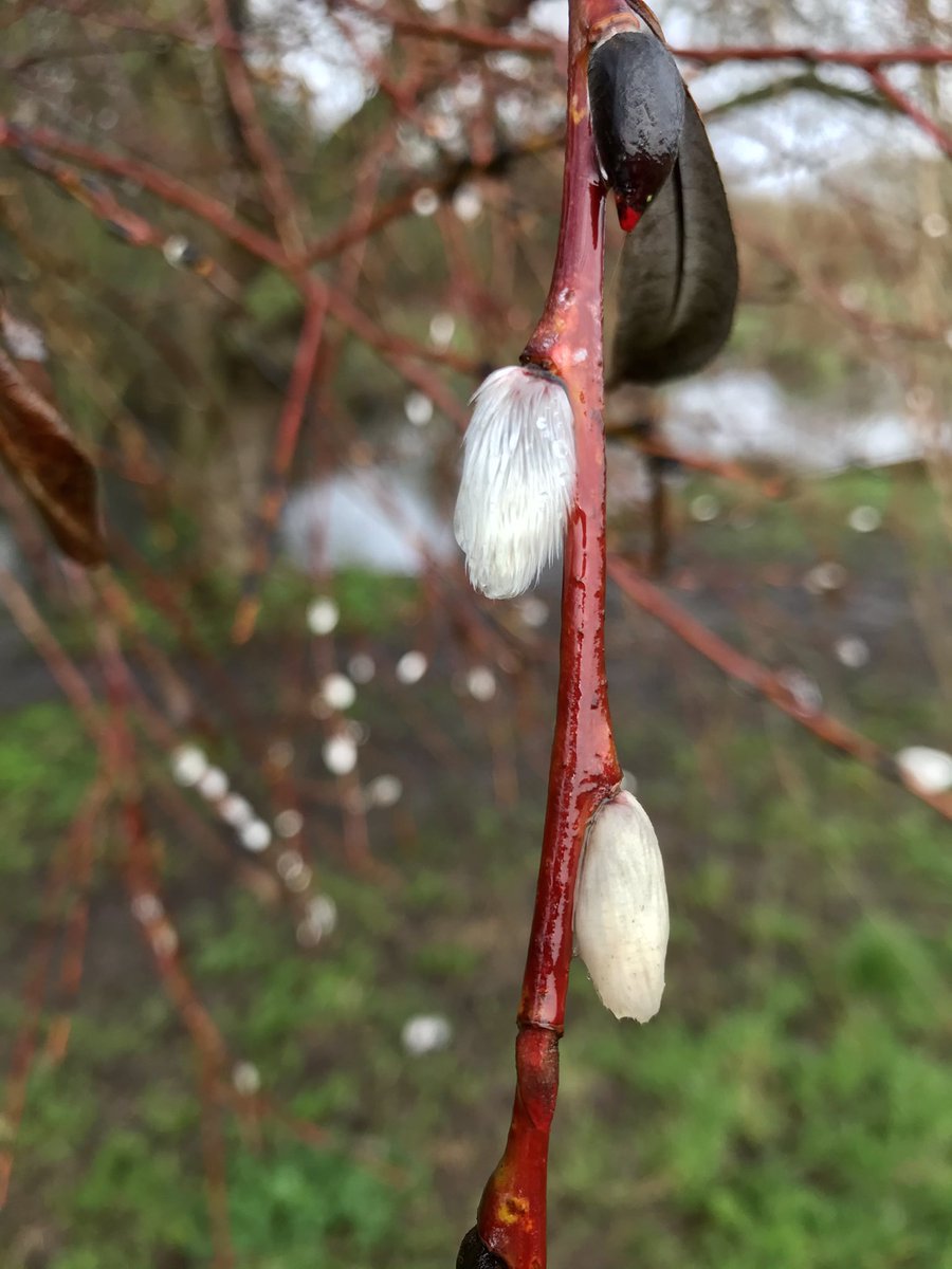 sarah westcott (@sarahwestcott1) on Twitter photo 