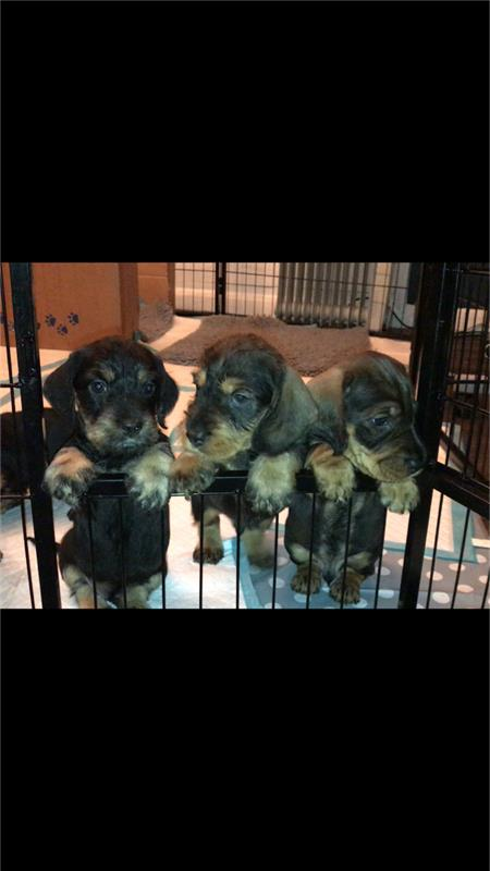 QES_Starting's tweet photo. #petsofQES https://t.co/hud6aE0xns