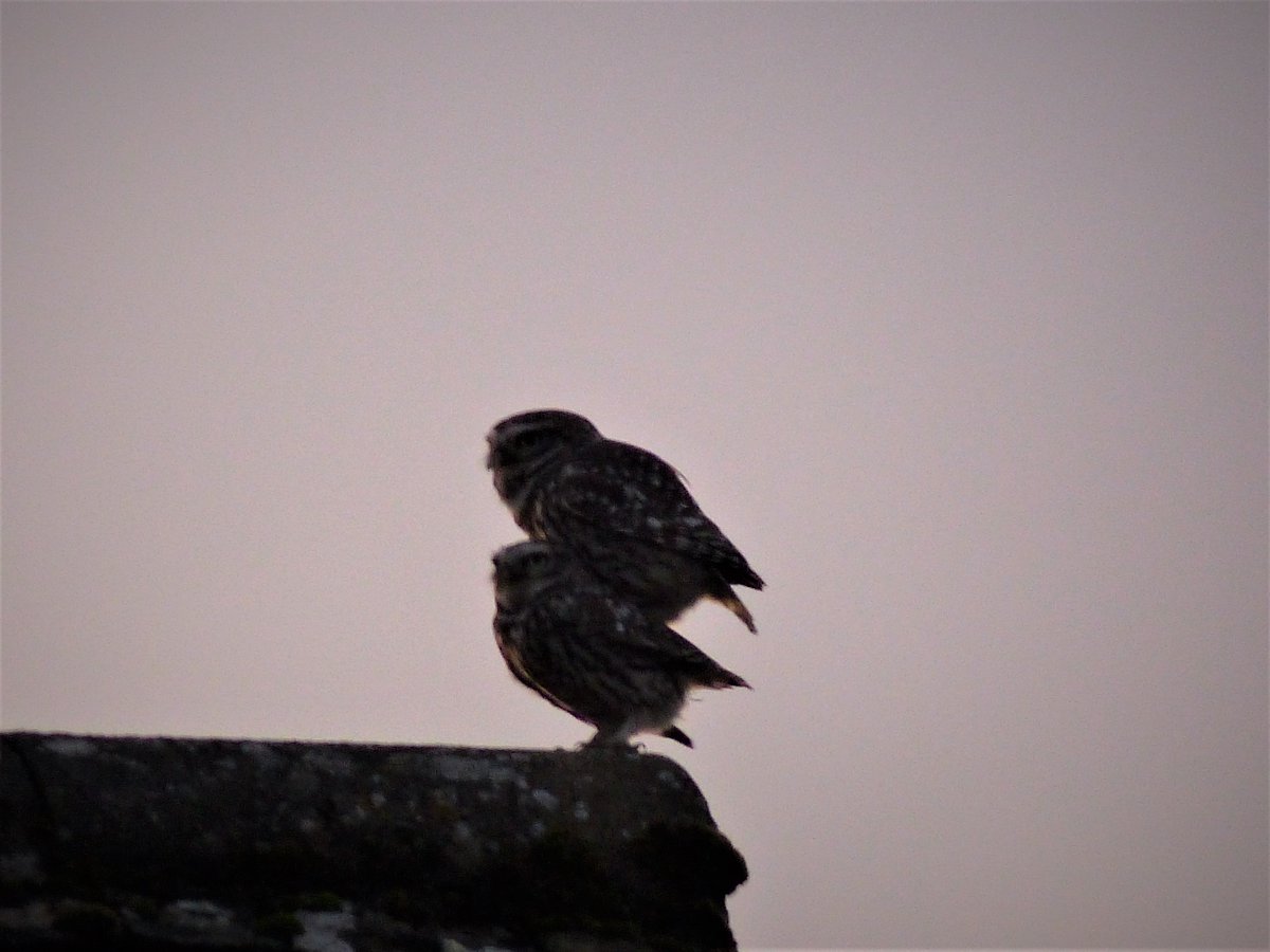 Diary 3.2.21: Fields pearled with a night's rain. Noisy Song Thrush calling incessantly. Ebiked to Strawberry Banks: Skylarks in song above winter wheat, stream in spate, catkins. At dusk, during Boris's speech, Little Owls mating on roof top. @UKLittleOwls