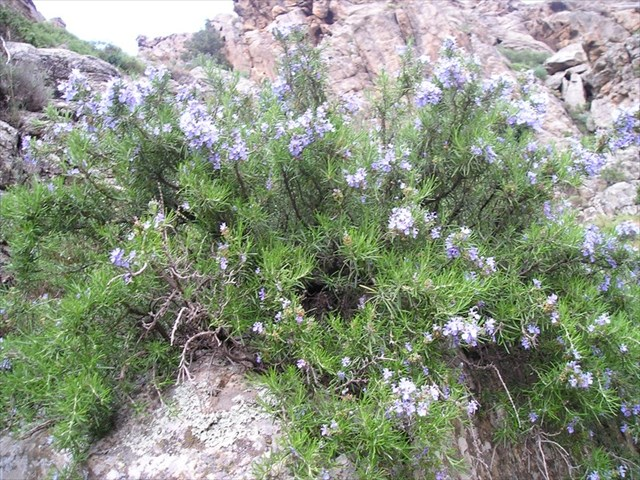 tdancette's tweet photo. J-30 Une gamme d'huile essentielle bio qui ne propose QUE de l'#agriculture #France - Plantes cultivées, distillées et transformées en France - 20 cultures exceptionnelles, de la menthe poivrée des Pays de la Loire à l'immortelle Corse, du Romarin au Pin Douglas d'Auvergne... https://t.co/6zIA6Rnne6