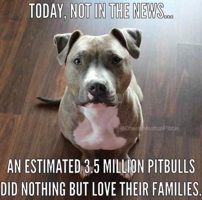 #pibbles https://t.co/Iw5vbVBGTh