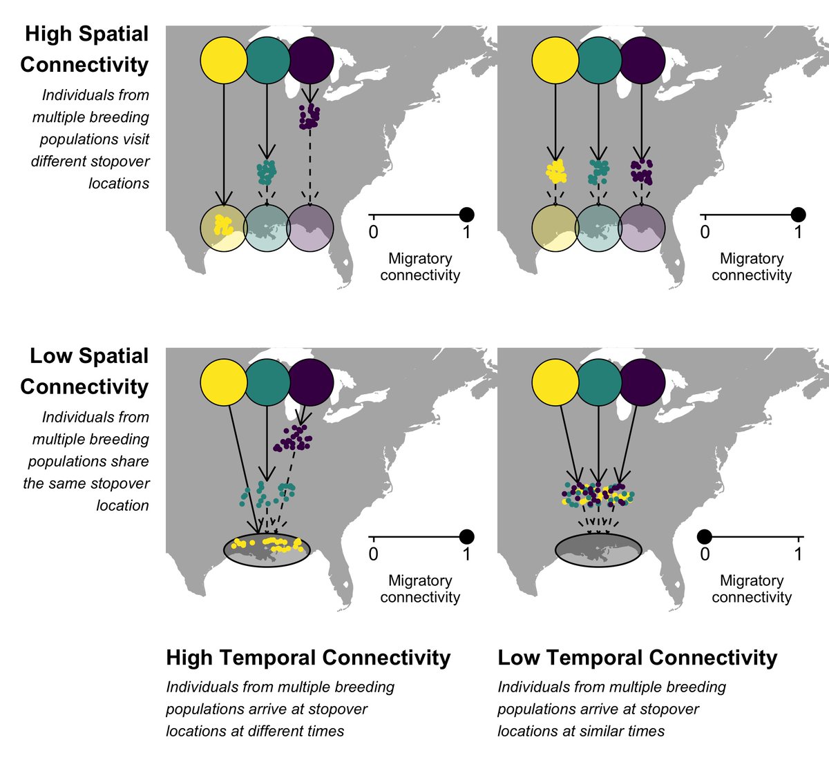  #MigratoryConnectivity is the degree to which birds from an individual population stick together in space and time across the annual cycleHigh migratory connectivity exposes individual populations to local environmental conditions4/n