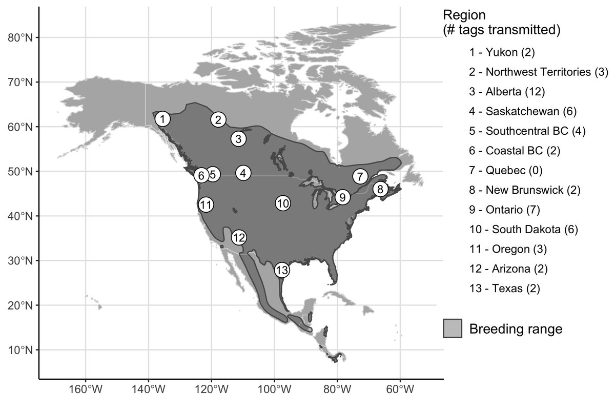 A massive continental collaboration allowed us to range-wide tracking and  #MigratoryConnectivity to narrow down potential pressures for next research steps3/n
