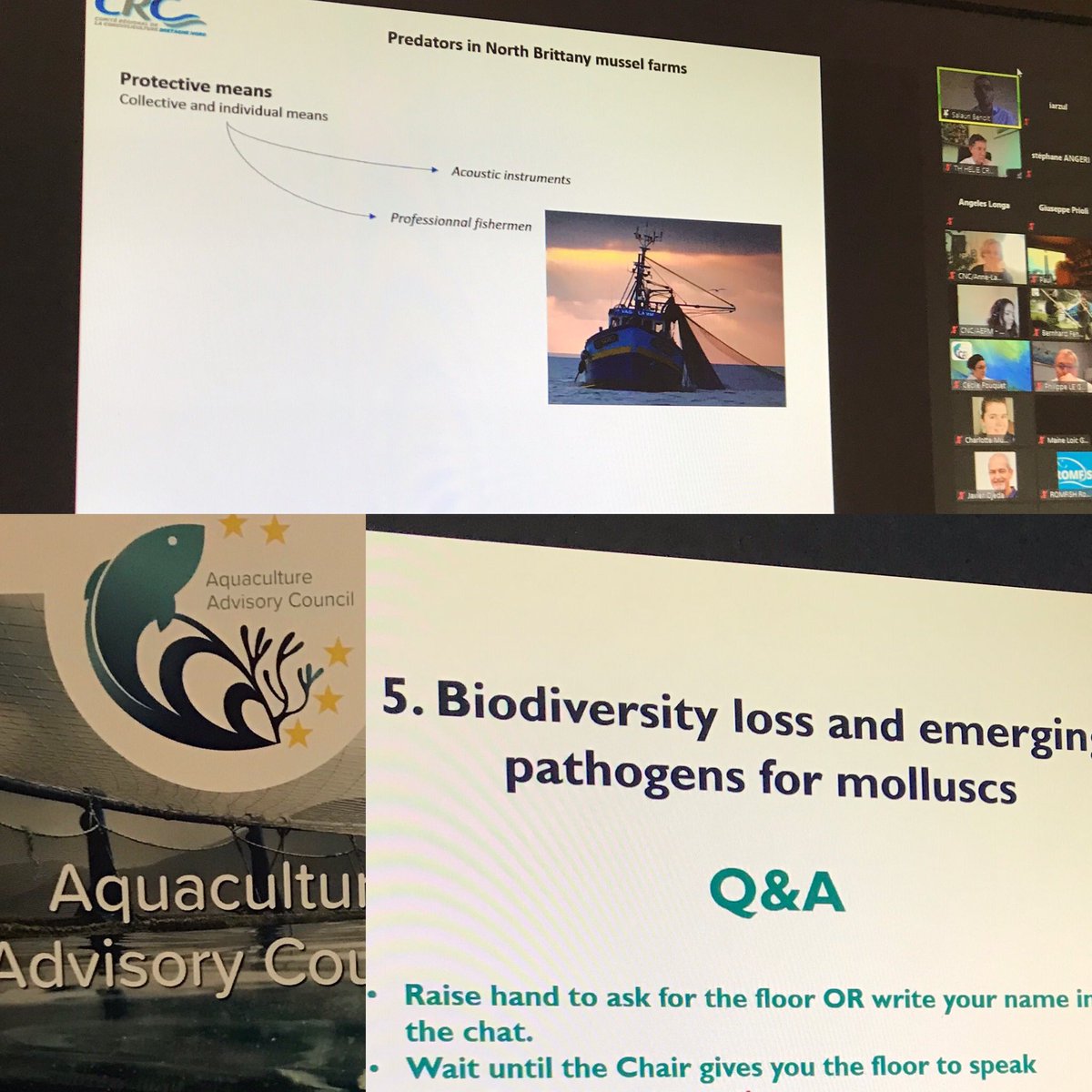 t_helie's tweet photo. GT 2 Mollusques Conseil Consultatif de l’Aquaculture. Bruxelles AAC.
Feuille de route 2021: services écosystèmiques, perte biodiversité, pathogènes émergent, prédation #ecosystemservices #biodiversityloss #emergentpathogens #predator https://t.co/HED8annBoL