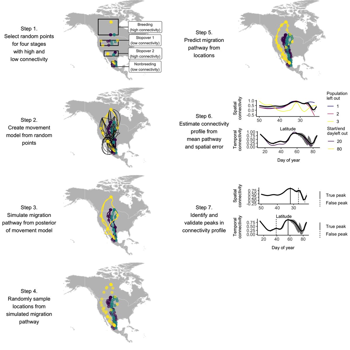 So we developed "connectivity profiles" that estimate migratory connectivity at every latitude and every day of migrationWe used simulation to show our approach is helpful even with sparse and/or sporadic datasetsDetails in the  #OpenAccess paper:  https://onlinelibrary.wiley.com/doi/full/10.1111/ecog.051117/n