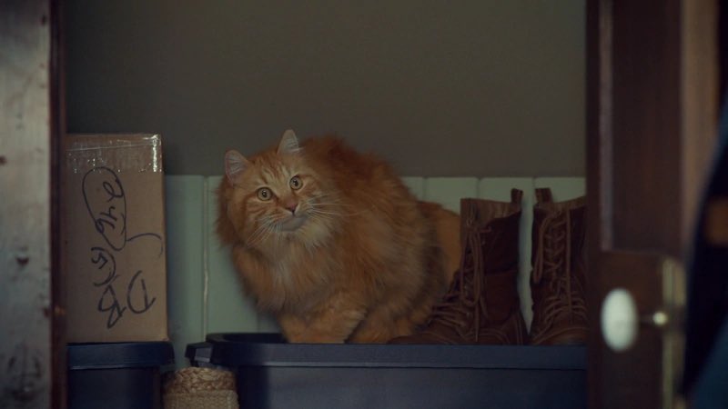 Calamity Jane The ginger pussy...cat we never knew we needed... she’s just a babe alright. #WynonnaEarp  #FiveForWynonna  @SYFY  @NBCUniversal  @nbcentpr