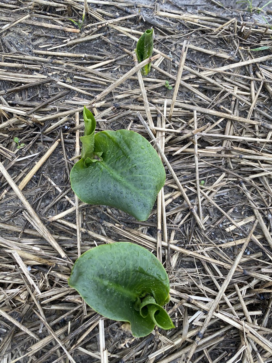 Ruud Berbee tweet media