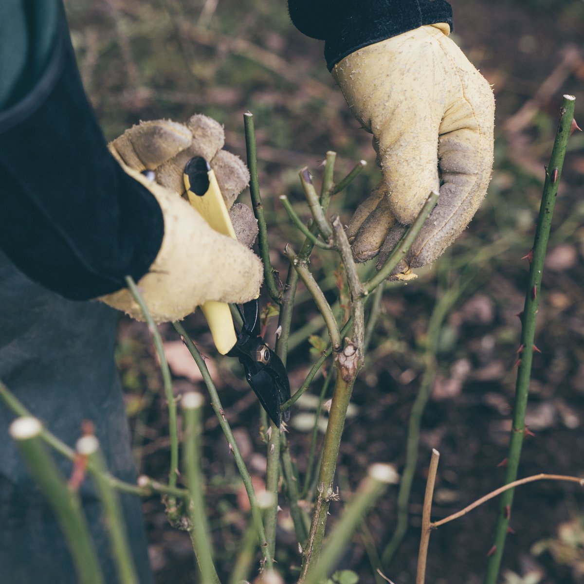 DAustinRoses's tweet photo. Don't forget, now is the time to be pruning your roses here in the UK if you haven't done so already. If you're not sure where to start, take a look at our useful rose care guides here: https://t.co/TTpmAF2VBn #DavidAustinRoseCare #PruningRoses https://t.co/kgs93DZs7V