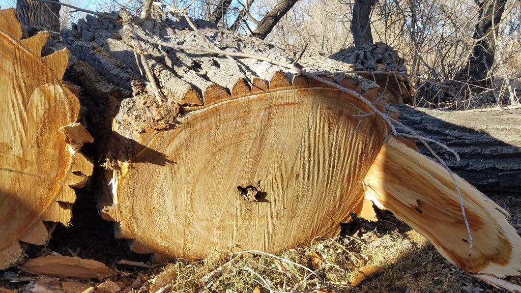 Jordan_MBGC's tweet photo. Cottonwoods can be scary.  This amount of rot at the trunk, and above that little bit.  All that weight supported by a  severely compromised foundation.  This example was  at least 60 feet tall... https://t.co/Z05XtONdhP