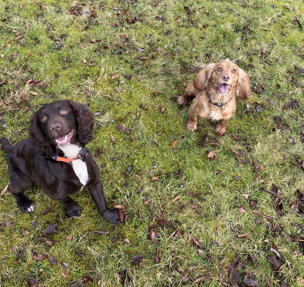 PD Socks met his little sister T/PD Rosie today. She is going to be handled by one of our instructors and will be trained as a digital media search dog #searchdogs #madspaniels