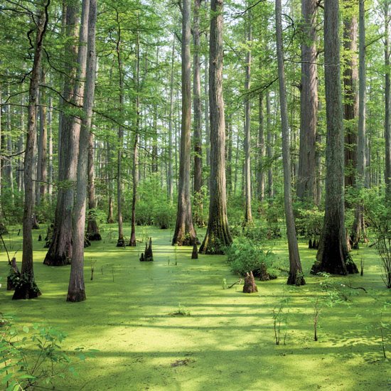 Great Dismal Swamp Maroons Groups of slaves who escaped from slavery & formed their own maroon colonies in the swamp land areas of North Carolina & Virginia from the 1700’s to the 1860’s. We don’t often hear about the slaves who not only escaped but even thrived on their own.