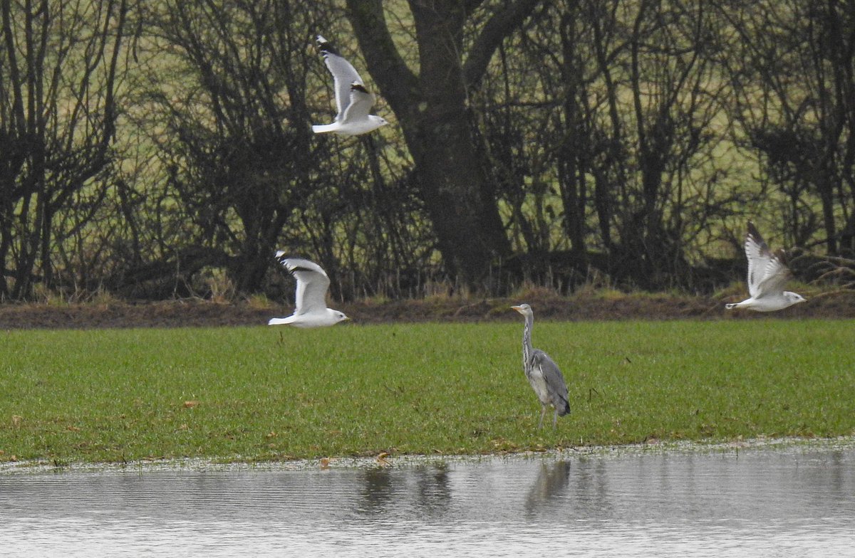 A mini Rutland Water has formed in a field just outside our village. A flock of 150 - 200 lapwing was there yesterday, along with the heron, gulls and a tree full of fieldfares. All gone today. 
 <a href="/LeicsWildlife/">Leicestershire & Rutland Wildlife Trust</a> @LROSbirds <a href="/_BTO/">BTO</a> <a href="/Britnatureguide/">The British Nature Guide</a> <a href="/Natures_Voice/">RSPB</a> <a href="/rutlandonline/">rutlandonline</a>