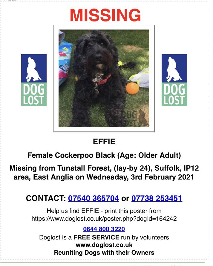 rosieDoc2's tweet photo. COPIED #SpanielHour 
Guys, I have lost Effie at #TunstallForest today 3rd Feb.We were off lay-by 24.We haven’t seen her since midday.tagged/Chipped&amp;spayed Any helping find her would be amazing!
#SUFFOLK 

https://t.co/u54p5nR4N5 https://t.co/VT2VnJhUOH