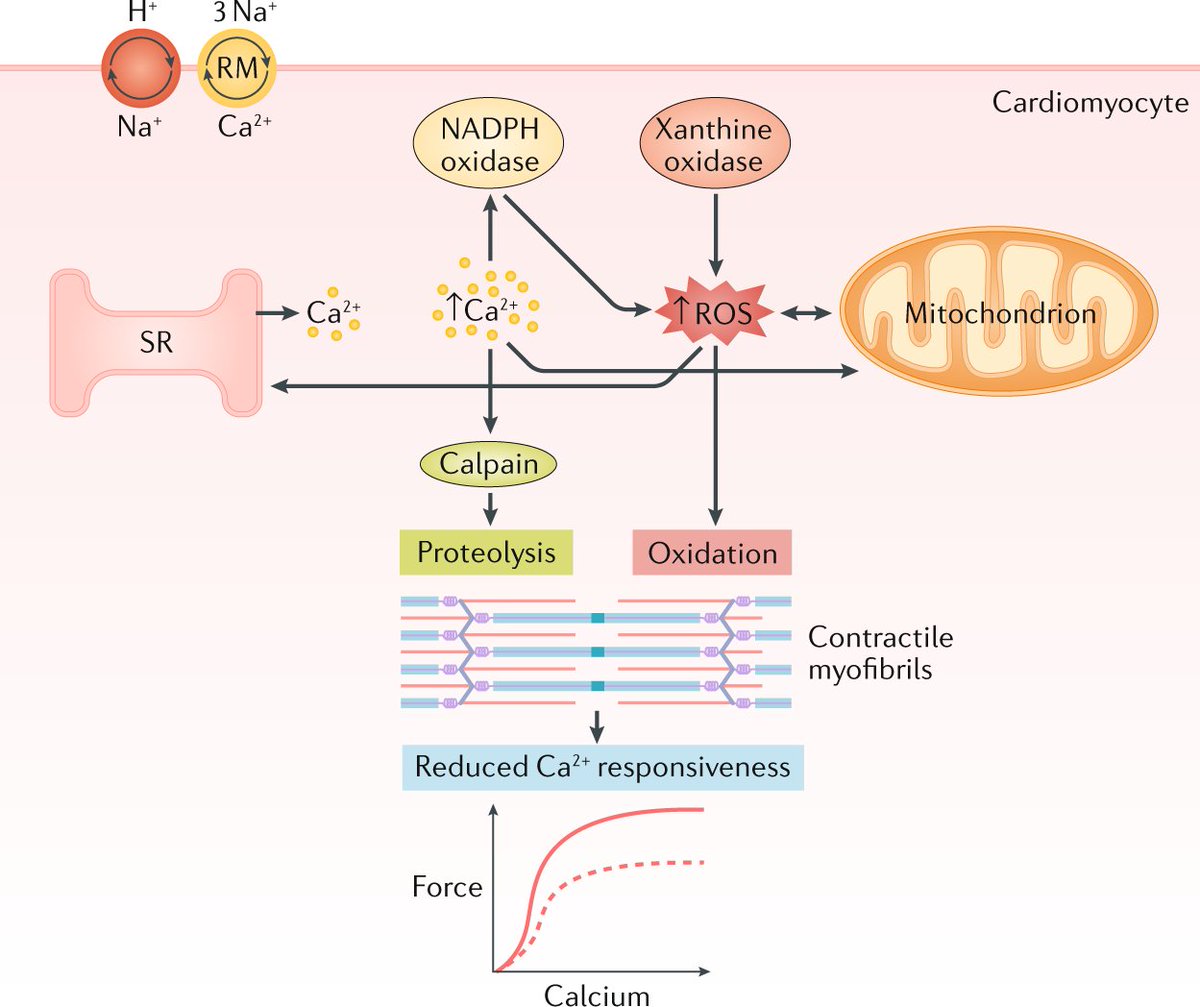 Check out our latest #Review: Myocardial stunning and hibernation revisited; Gerd Heusch discusses the pathophysiology of myocardial stunning and hibernation and highlights potential treatments and clinical implications  
rdcu.be/ceIiq