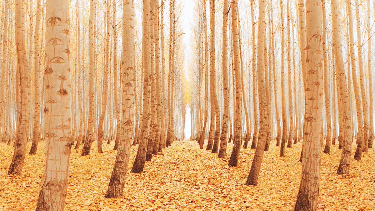 WildCharlee's tweet photo. Woke up missing the PNW in autumn 🍂 https://t.co/1n4n7eTd2w