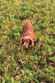 millypod1's tweet photo. π02 Feb 2021. TALLY #Lost #ScanMe
OLDER Golden Cocker Spaniel Female
#CharltonMackrell The Charltons #Somerset #TA11
SIGHTINGS PLZ βοΈ07415875243/ 01458223910
https://t.co/FmrNCQxpak https://t.co/YMCukBKulr