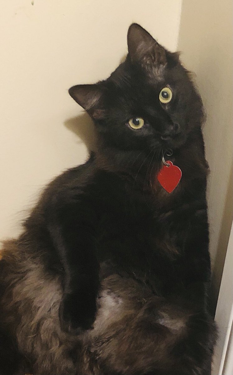 HazyHP's tweet photo. #MiAmorIncondicional. Jackie Baby y ahora, ella es mi gatita de los mil nombres. https://t.co/bdRNstUsgp