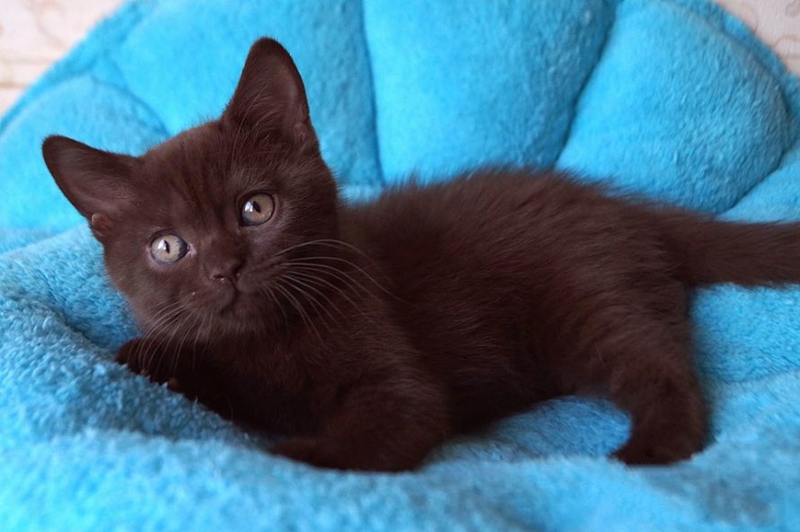 PawsCuties's tweet photo. Hi everyone!! This cute british shorthair kitten needs a new home!! With that being said i’m selling this kitten. Dm for prices and location. https://t.co/xWAGiHT0GJ