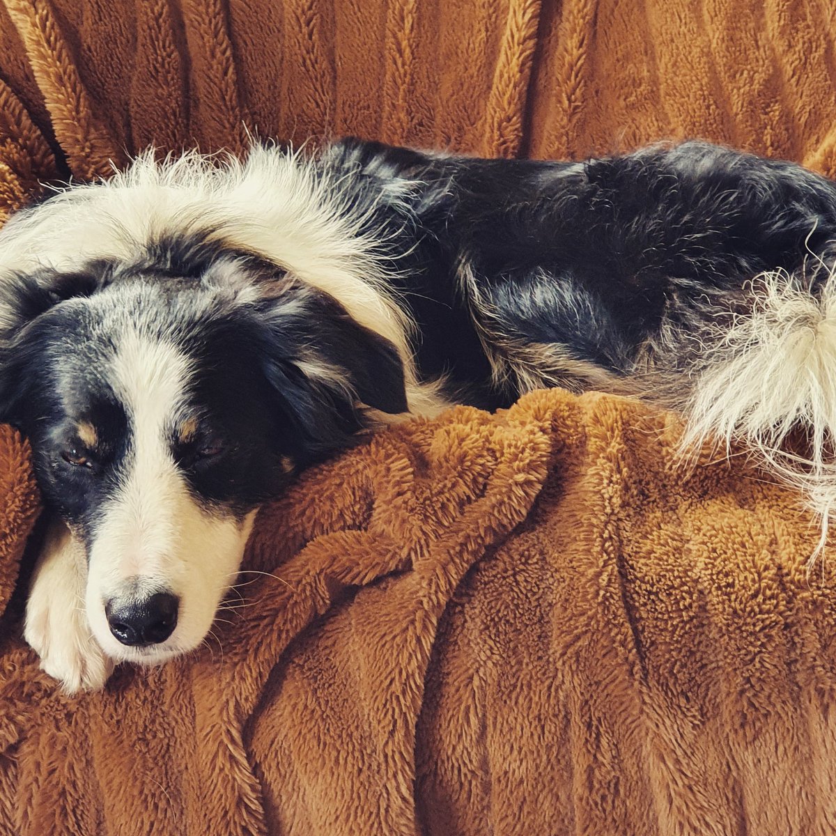 Shepherdesssoph's tweet photo. A sleepy drift 😴 

I'm biased but he is just beautiful😍

#bordercollie #bordercollielove #workingdogdayoff #collie https://t.co/fpXOhRCWVE