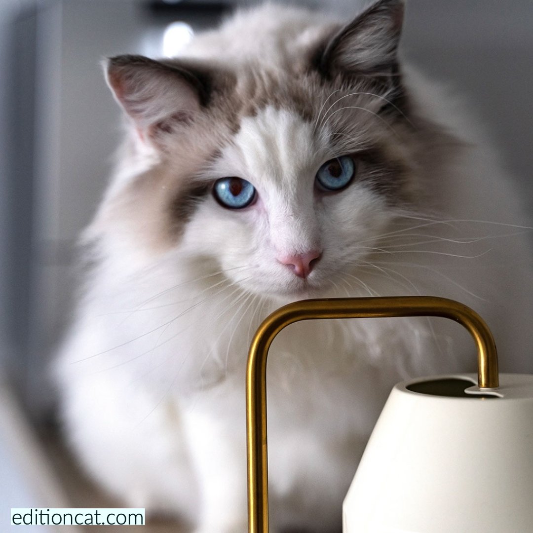Edition Cat Magazine tweet media