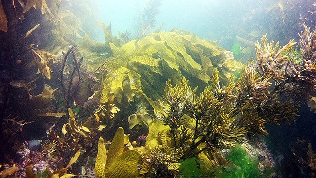 Science Learning Hub (@nzsciencelearn) on Twitter photo Upcoming <a href="/LEARNZ/">LEARNZ</a> virtual fieldtrip Seaweed: An ocean of opportunity!
Seaweed is a fantastic topic - take a look at <a href="/ChristensonDi/">Dianne Christenson</a>'s feed for some of the cool T&L she did with her Ss
bit.ly/3olDCAo
#STEMeducation <a href="/niwa_nz/">NIWA</a> #seaweed <a href="/Sust_SeasNZ/">Sustainable Seas</a> @nzaeeseaweek <a href="/AgriseaClare/">Clare Bradley</a> Upcoming <a href="/LEARNZ/">LEARNZ</a> virtual fieldtrip Seaweed: An ocean of opportunity!
Seaweed is a fantastic topic - take a look at <a href="/ChristensonDi/">Dianne Christenson</a>'s feed for some of the cool T&L she did with her Ss
bit.ly/3olDCAo
#STEMeducation <a href="/niwa_nz/">NIWA</a> #seaweed <a href="/Sust_SeasNZ/">Sustainable Seas</a> @nzaeeseaweek <a href="/AgriseaClare/">Clare Bradley</a>