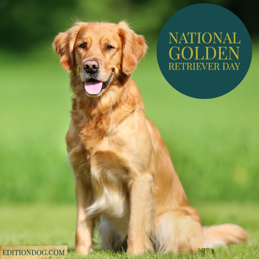 Happy 'National Golden Retriever Day'!

#WoofWednesday #GoldenRetriever #DogsOfTwitter 

editiondog.com