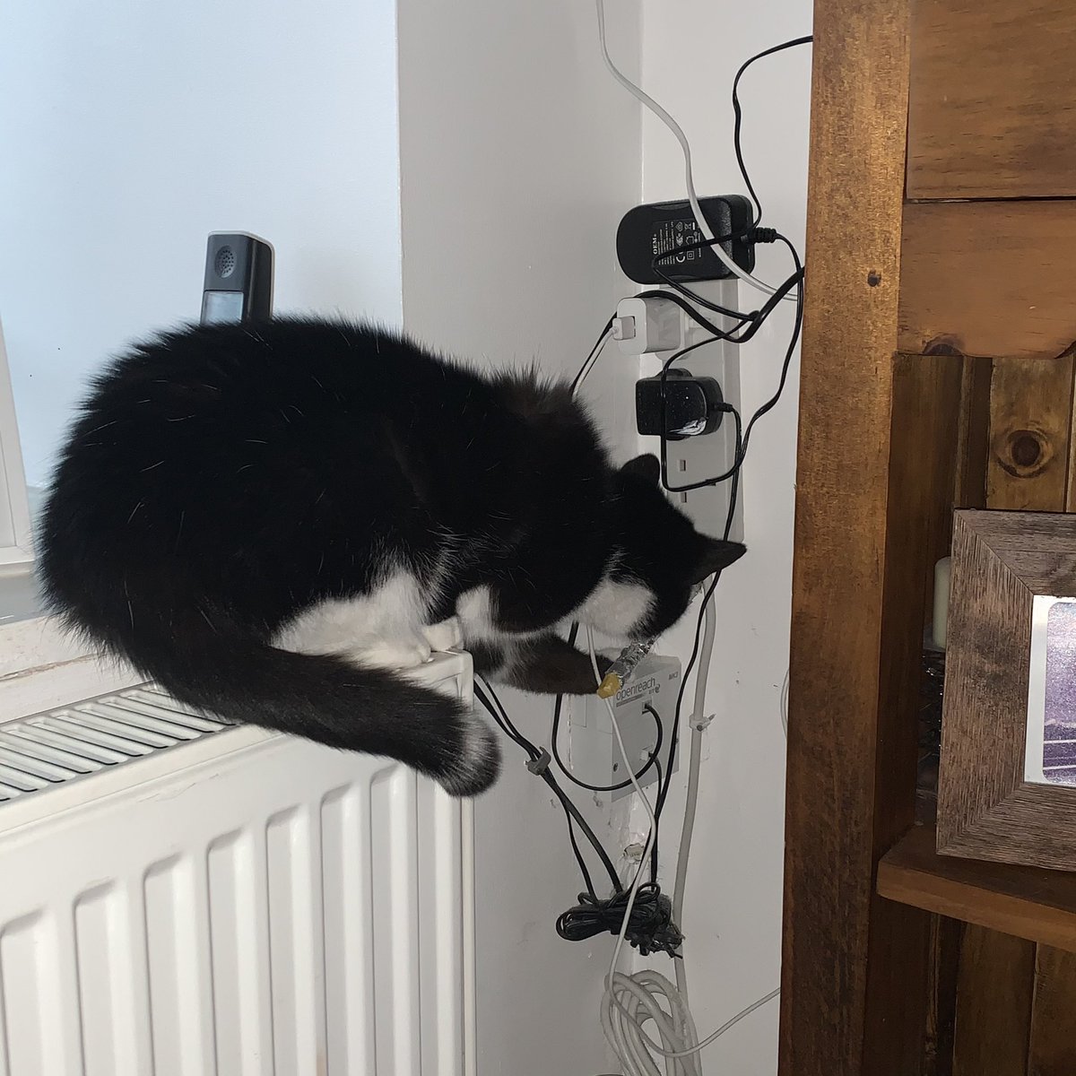 Eng1170's tweet photo. So I was doing a bit of wiring today and after struggling to get the cable through the stud wall it suddenly shot through! My wee helper on the other side heard the rustling in the corner, grabbed the connector and pulled it thro! ๐ Thank you Pippin #diycat #helpfulkitten #diy https://t.co/UiABd4FsIn