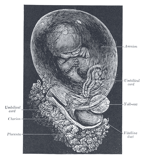 Your first body enveloped you, just like the fairy-like brachiolaria. Your skin was called your amniotic sac, your organ the placenta. This body was made of YOUR CELLS. It WAS YOU. THIS is a picture of the WHOLE YOU. But, in order to be born...