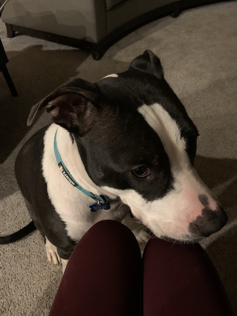 puppernutters's tweet photo. I was a naughty dog today. Grandpa took us on a walk and I saw a neighbor dog and I pulled Grandpa over and ran to the dog. Mom is working on my training, but Grandpa is sore 😣 ~ S #notsogoodboi #imsorry #DogsBehavingVeryBadly #dogsoftwitter https://t.co/i2wMOLeP7O